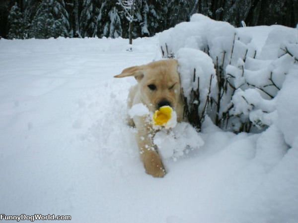 Puppy Through The Snow