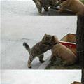 funny dog 2