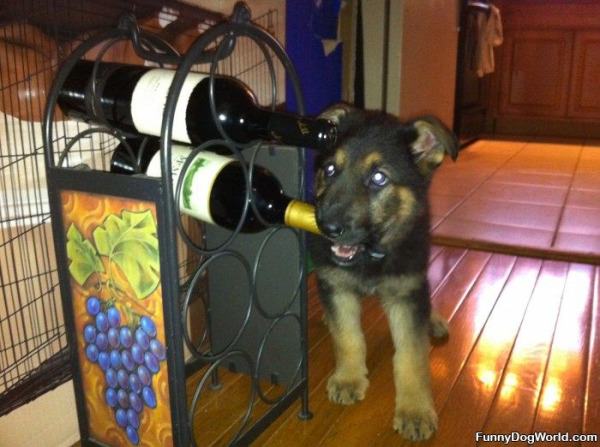 Puppy Wants Some Wine