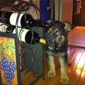Puppy Wants Some Wine
