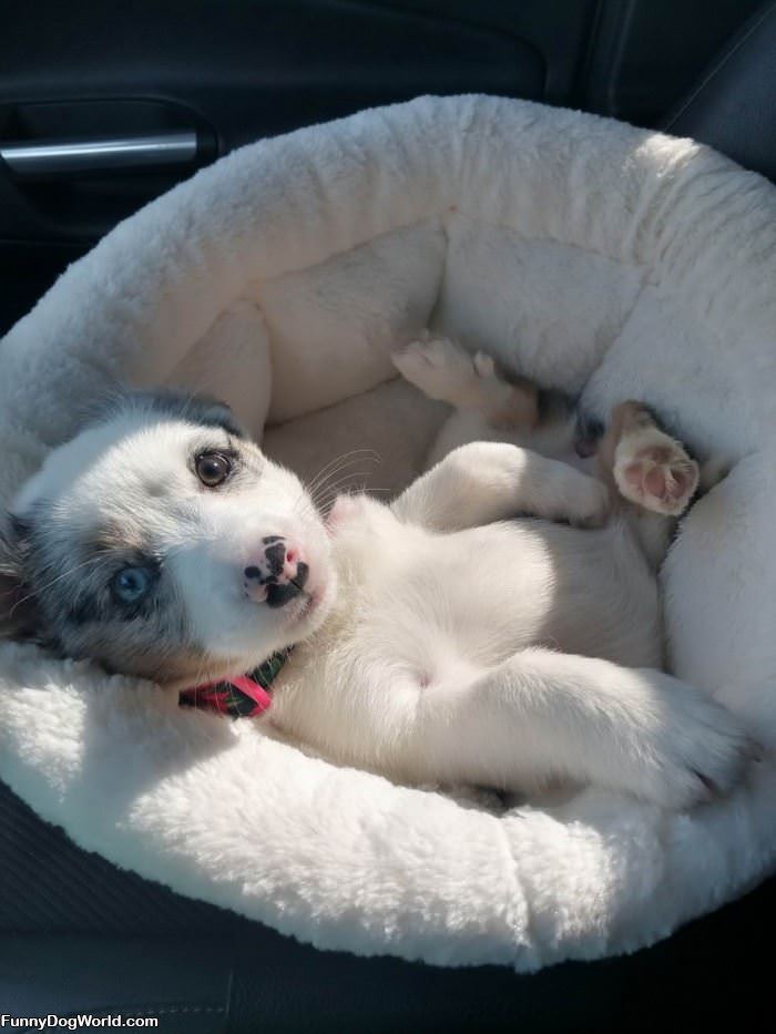 Pups Laying Around