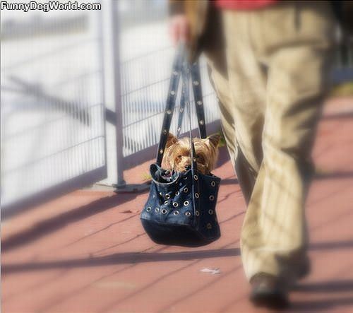 Purse Dog