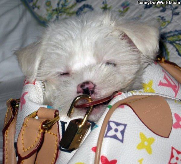 Purse Sleeper