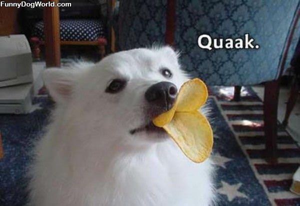 Quack