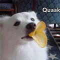 Quak