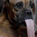Quite A Tongue