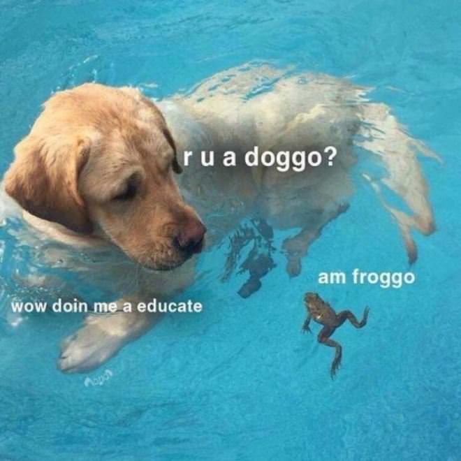 R U A Doggo