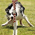 Racing Dog