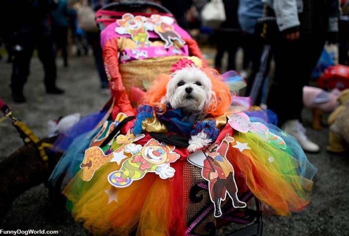 Rainbow Dog