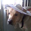 funny dog 4