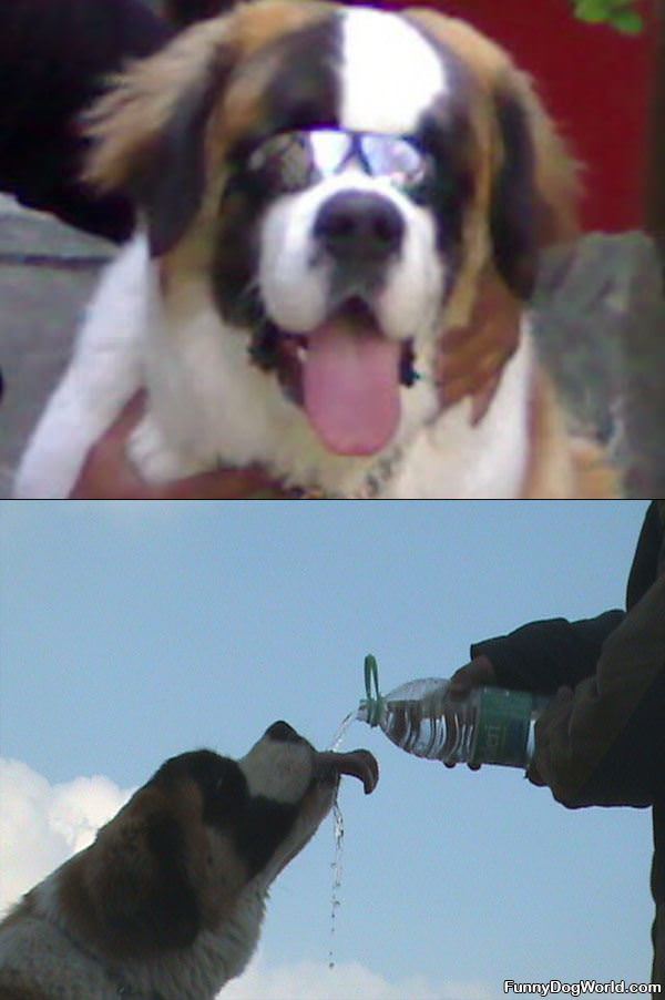 Rambo A Great St Bernard