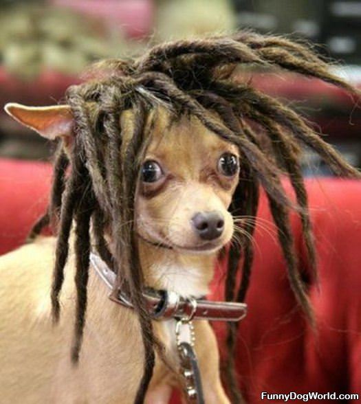 Rasta Dog