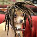 Rasta Dog