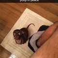 Rat Dog