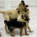 funny dog 1