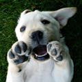 Rawrrr