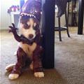 funny dog 5