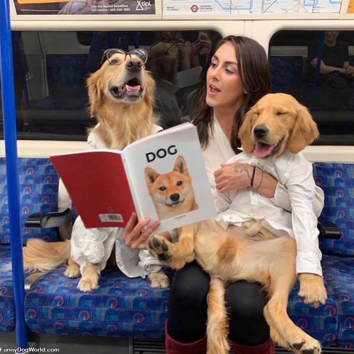 Reading About Dogs