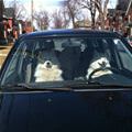 funny dog 3