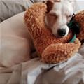 funny dog 2