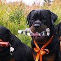 funny dog 1