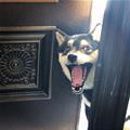 Ready For A Walk