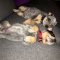 funny dog 3