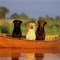 funny dog 3