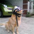 funny dog 5