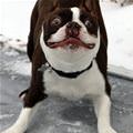 funny dog 5