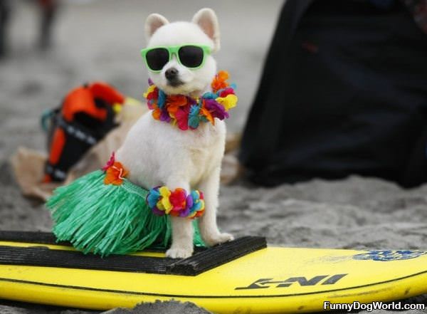 Ready_To_Surf Ready To Surf