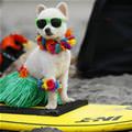 funny dog 4