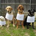 funny dog 1