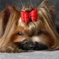 funny dog 3