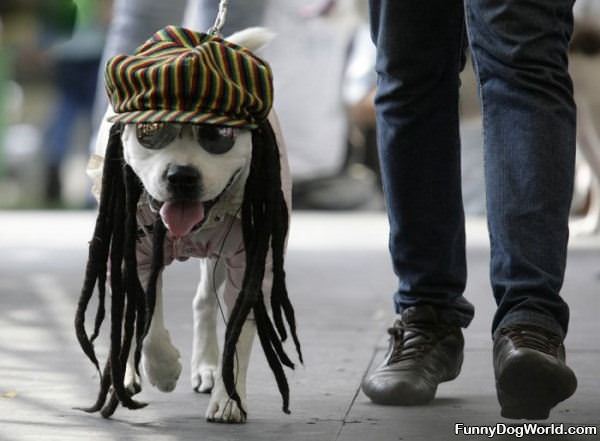 Reggae Dog