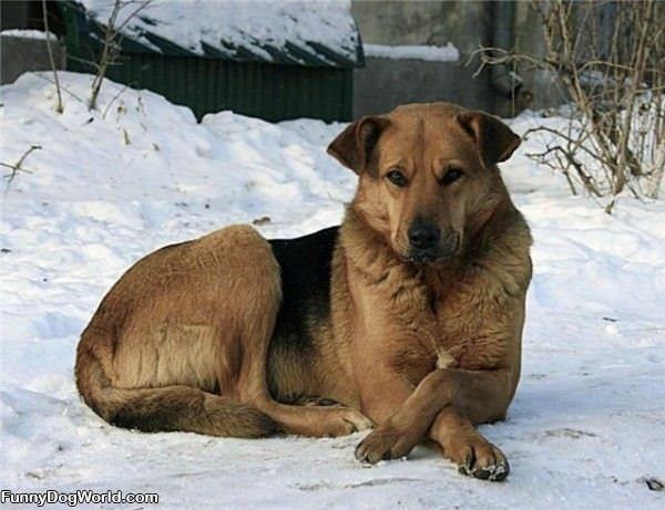 Relaxed Dog Is Relaxed