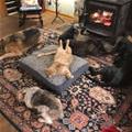 Relaxing Around The Fire