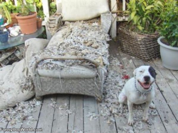 Remodeling Dog