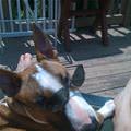 Rex On A Sunny Day