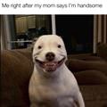 funny dog 1