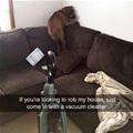 funny dog 5
