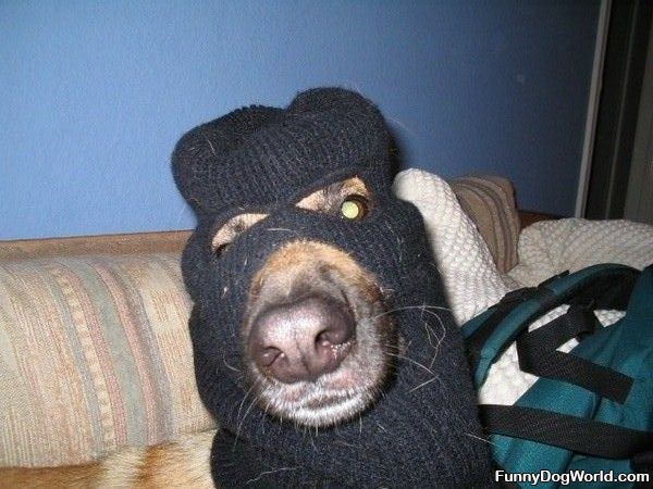 Robbery Dog