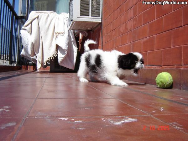 Roco Getting His Ball