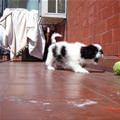 Roco Getting His Ball