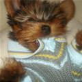 Romey