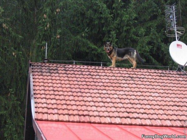 Roof Dog