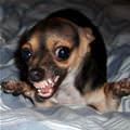 funny dog 2
