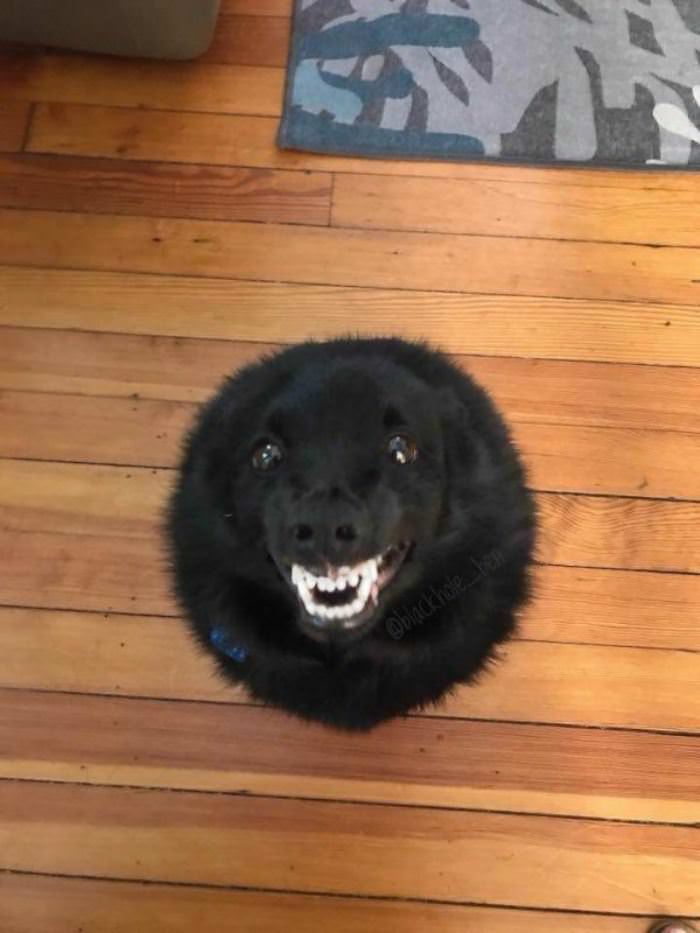 Round Fun Dog