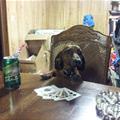 funny dog 4
