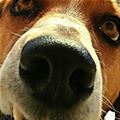 Rufus Closeup
